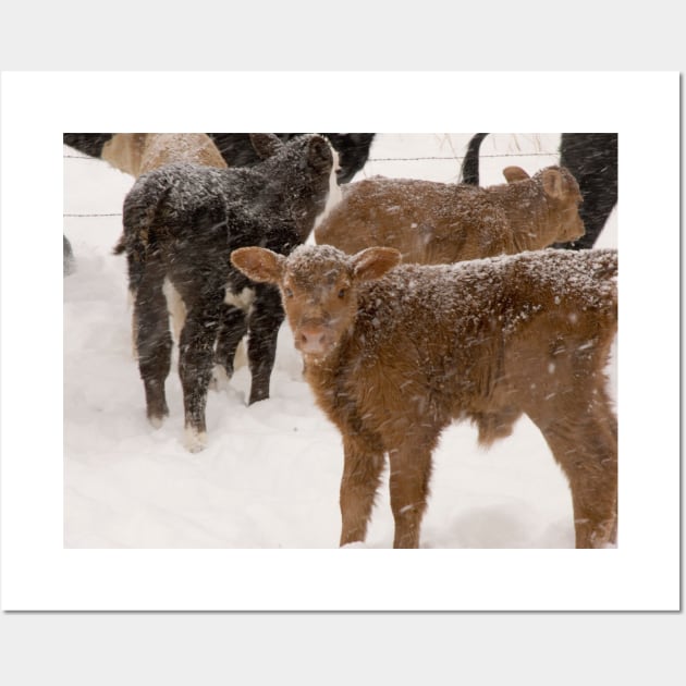 Calves in The Snow Wall Art by Bravuramedia